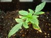 plants 003.jpg