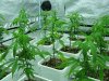 seedling.jpg seedling.jpg