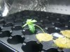 Plant 003.jpg Plant 003.jpg