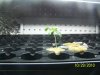 Plant 001.jpg Plant 001.jpg