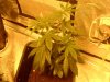 Arjan's Ultra Haze #1 Plant number five Oct 29 (2).jpg