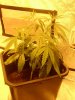 Arjan's Ultra Haze #1 Plant number four Oct 29 (2).jpg