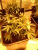Lemon Skunk Oct 29 (2).jpg
