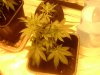 Arjans Strawberry haze Oct 29.jpg