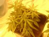 Arjan's Ultra Haze #1 Plant number one.jpg