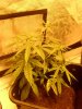 Arjan's Ultra Haze #1 Plant number two Oct 29 (2).jpg