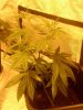 Arjan's Ultra Haze #1 Plant number five Oct 29.jpg