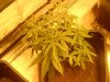 Arjan's Ultra Haze #1 Plant number two Oct 29.jpg