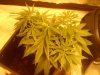 Arjan's Ultra Haze #1 Plant number three Oct 29.jpg