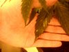 Arjan's Ultra Haze #1 Plant number four Oct 29 (3).jpg