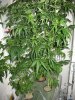 Plants.jpg