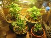 Clones-10-30-10-3.jpg