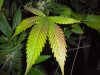 DSCN0712.jpg