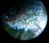s_oct31.trich1.jpg