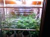 pre flower 006.jpg