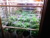 pre flower 004.jpg