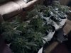 girls pre-flower.jpg