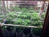 pre flower 001.jpg