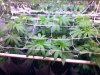 pre flower 003.jpg