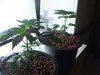 PIC_0270.JPG PIC_0270.JPG