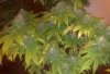 pheno 2 side comp.jpg pheno 2 side comp.jpg