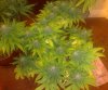 pheno 1 above comp.jpg
