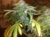 pheno 3 bud comp.jpg pheno 3 bud comp.jpg
