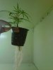 IMG00225-20101101-1105.jpg