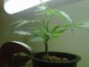 IMG00223-20101101-1104.jpg