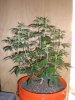 KK before lst 5 gal.jpg KK before lst 5 gal.jpg