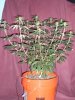 10 21 KK flowering.jpg 10 21 KK flowering.jpg