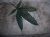 spottyleaves 001.jpg spottyleaves 001.jpg
