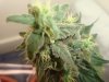 WhiteWidow7week9.jpg