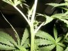 nov 3 plant 2 002.jpg