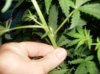 nov 3 plant 2 001.jpg