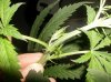 nov 3 plant 2 006.jpg