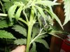 nov 3 plant 2 003.jpg