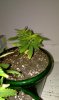 IMAG0047.jpg