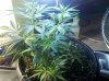 IMG_20101103_160100.jpg