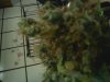 bcbud.jpg