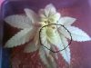 leafpic2.JPG
