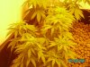 may 28 07 011.JPG