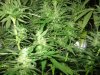 trichs.jpg