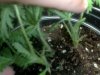 plant 1.jpg