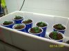 Clones-planted-4-21-08001.jpg