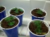Clones-planted-4-21-08004.jpg