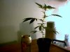 Picture 001.jpg