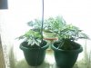 MY BABIES 2.jpg
