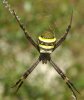 St Andrews Cross Spider.jpg