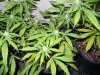pot5.jpg